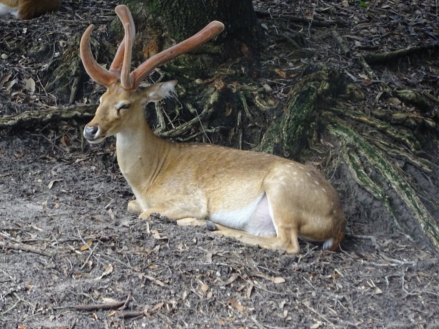 Eld's Deer at Disney's Animal Kingdom (2014)