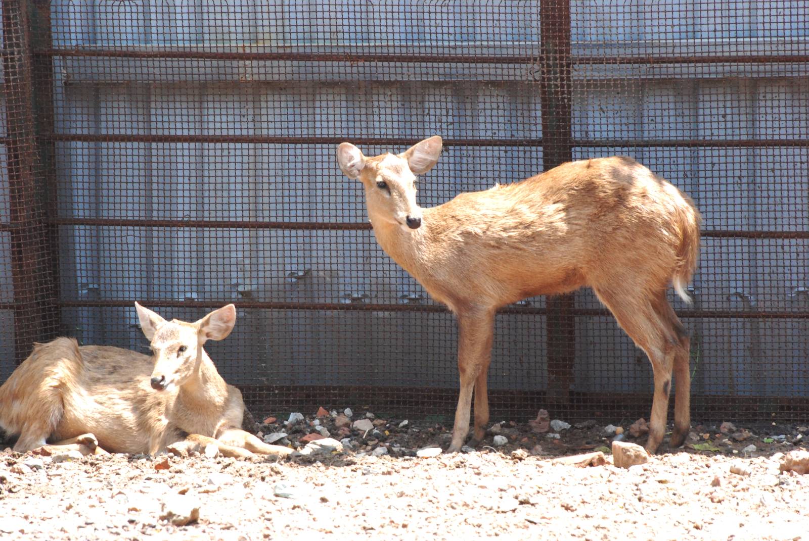 Eld's Deer at Saigon Zoo, 16/03/12