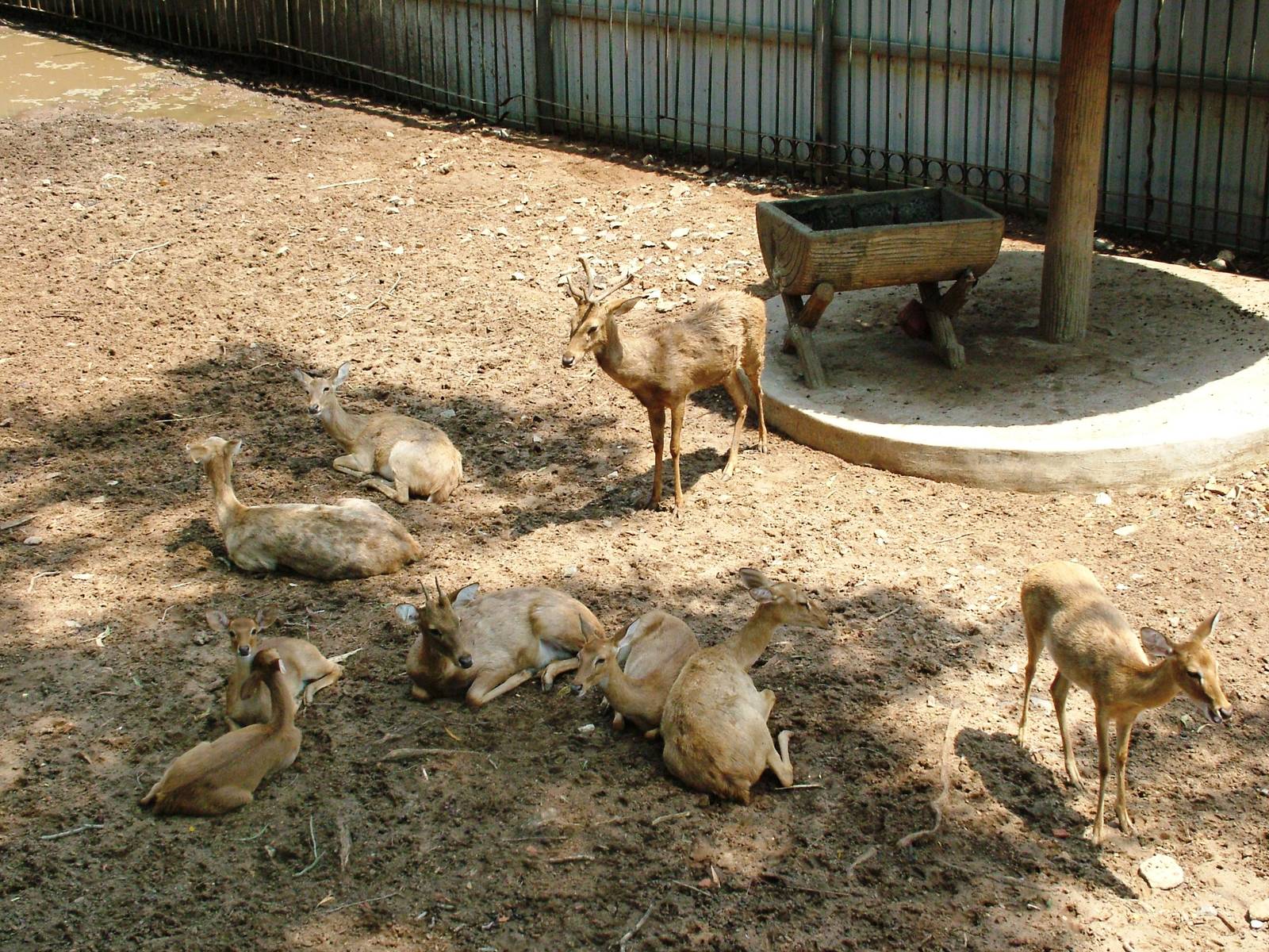 Eld's Deer at Saigon Zoo, 16/03/12