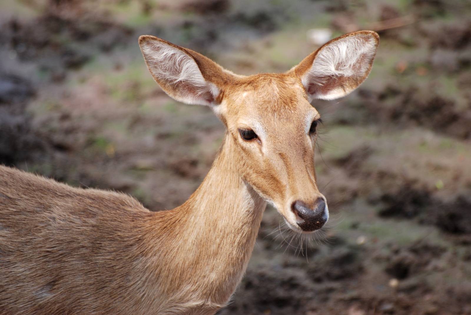 Eld's Deer at Saigon Zoo, 16/03/12