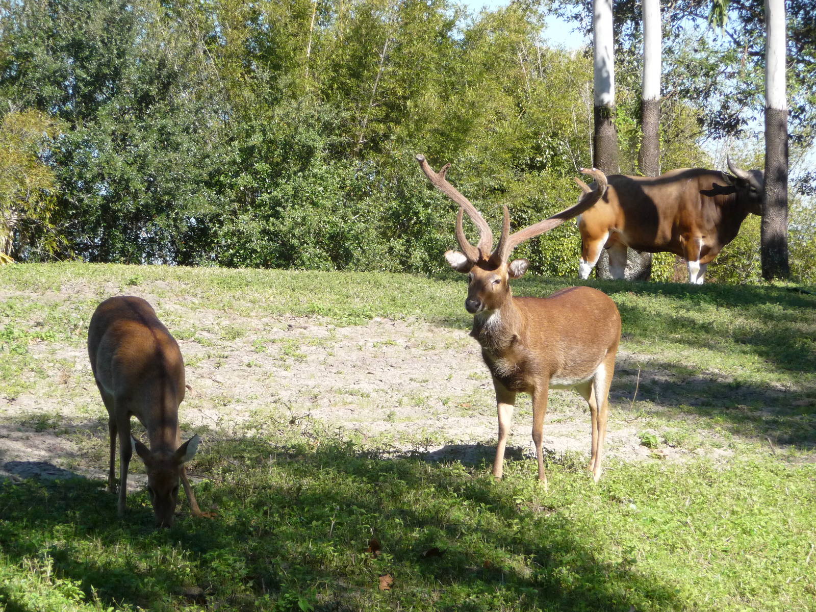Eld's Deer/Banteng/Blackbuck Paddock