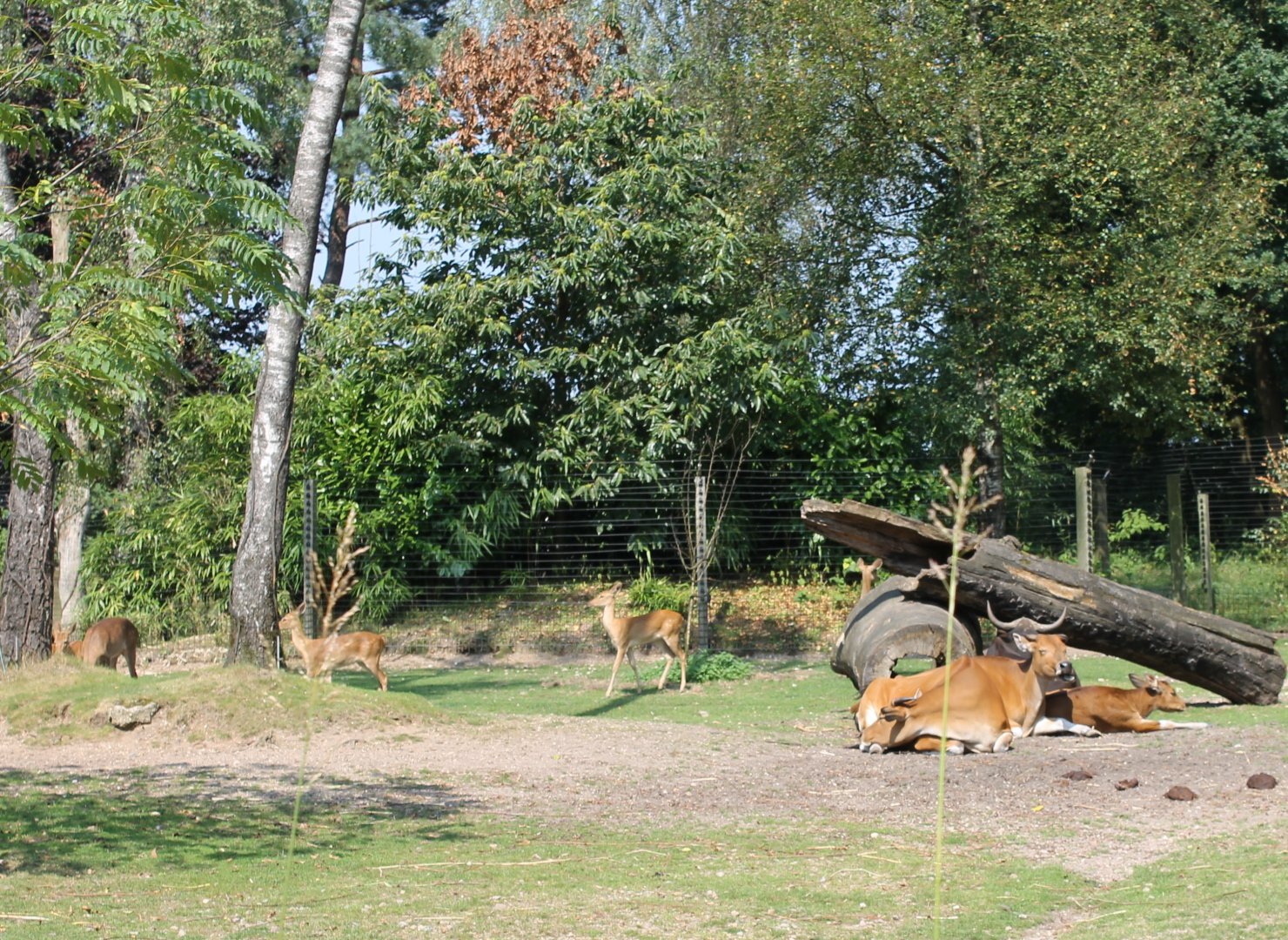 Eld's deer - Banteng