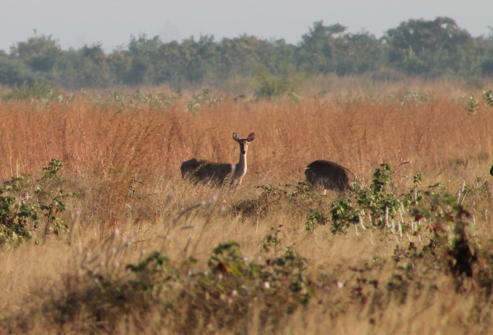 Eld's Deer (Cervus eldii)
