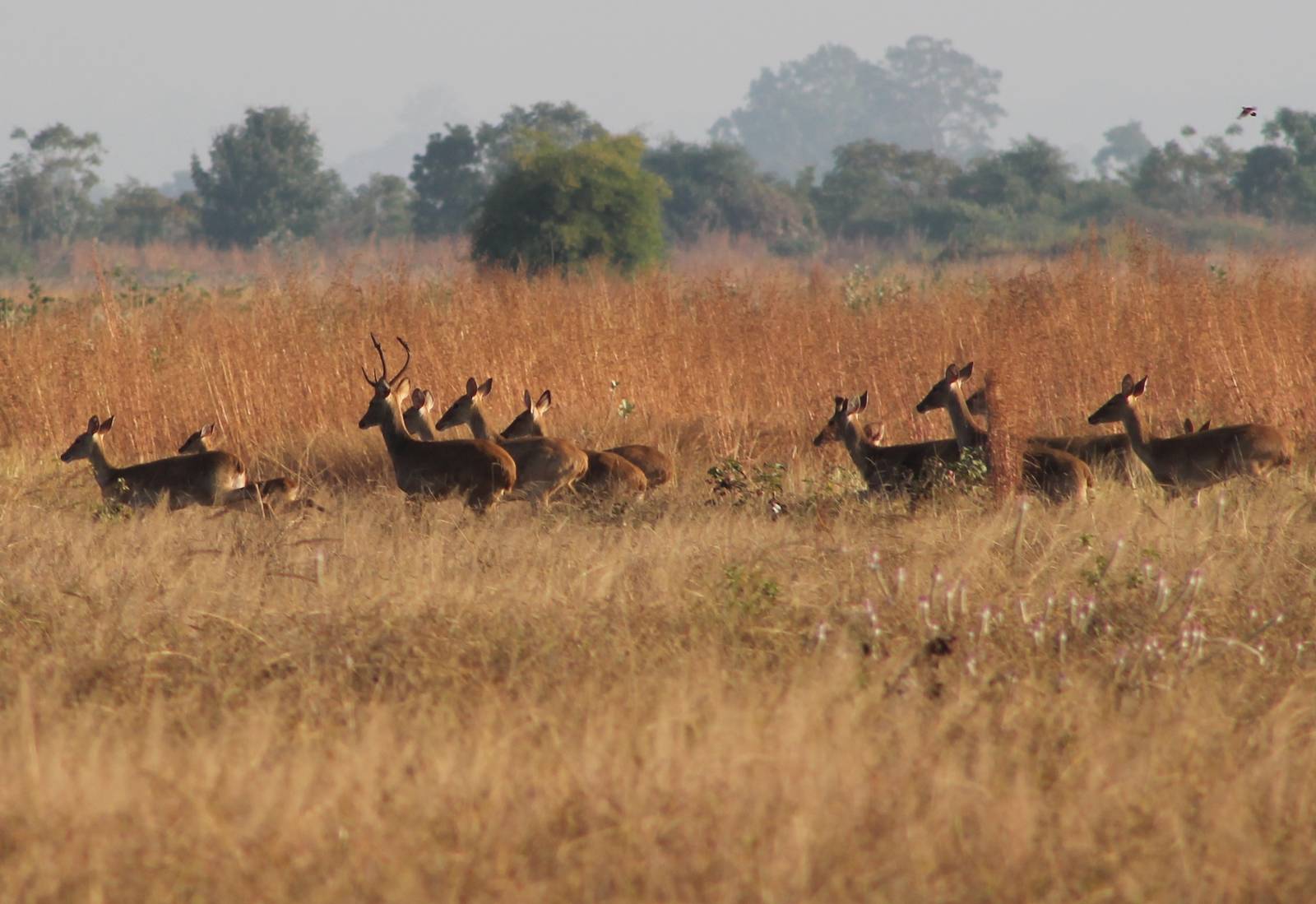 Eld's Deer (Cervus eldii)