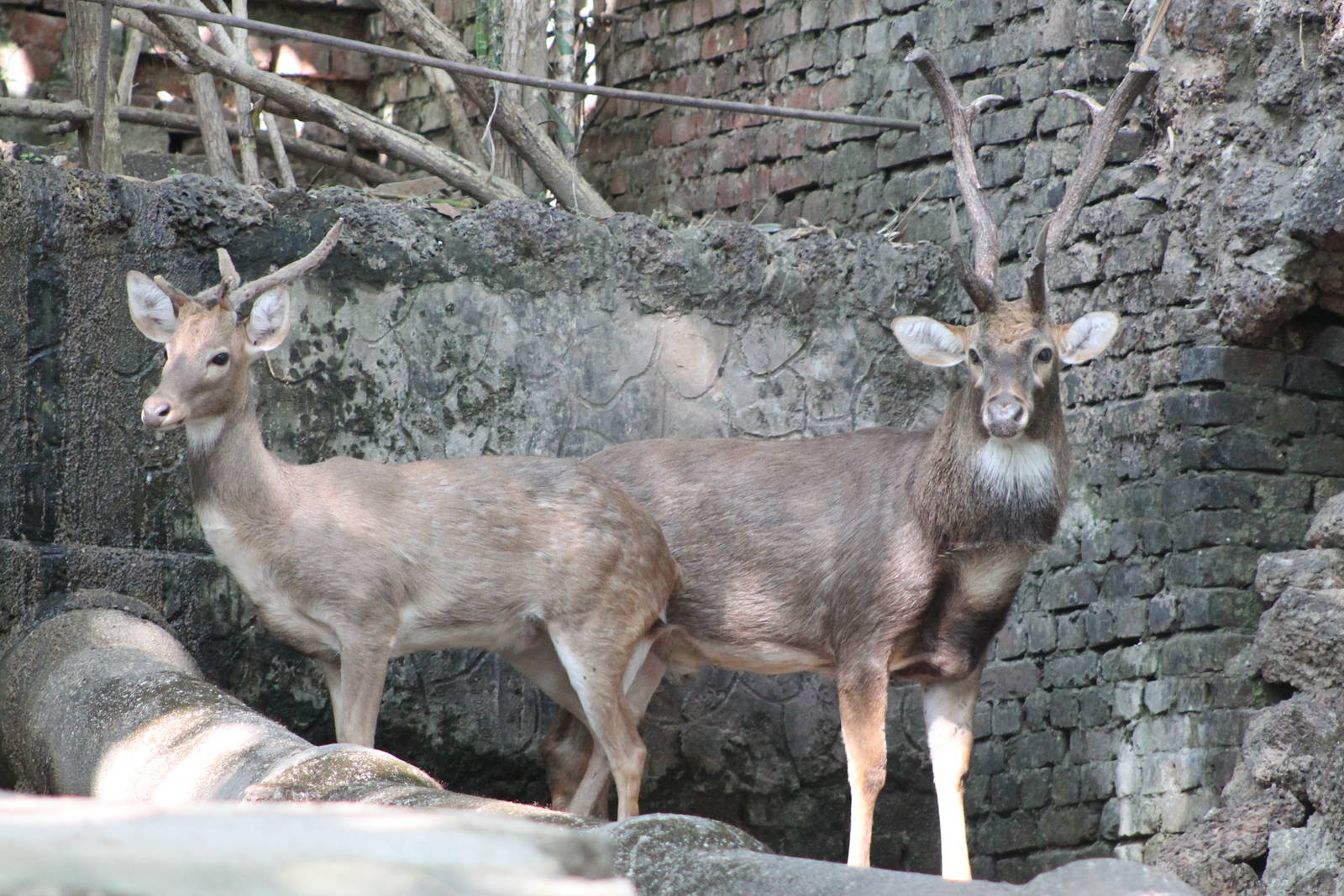Eld's Deer (Cervus eldii)