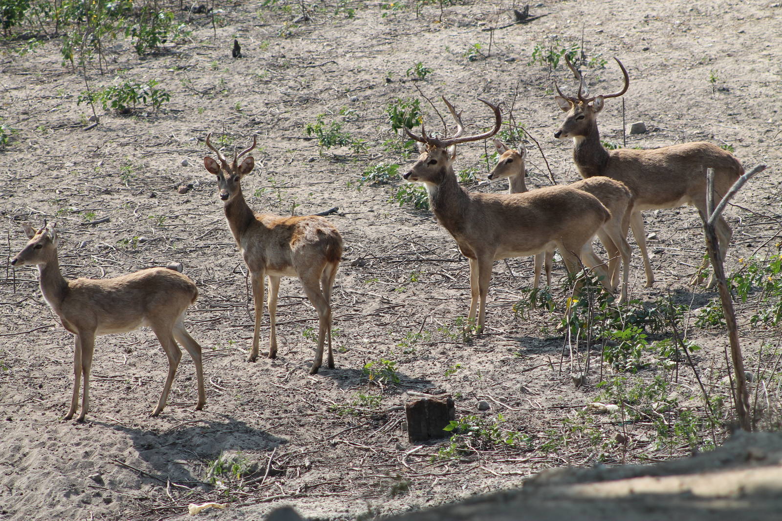 Elds Deer (Cervus eldii)