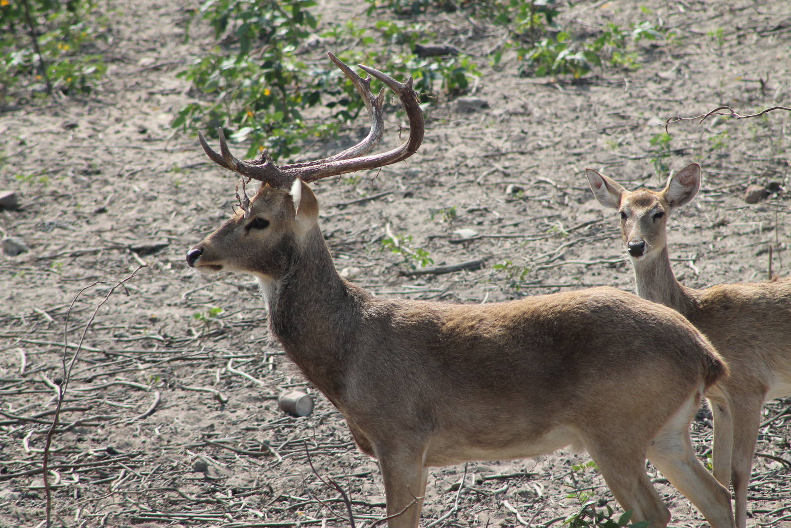 Elds Deer (Cervus eldii)