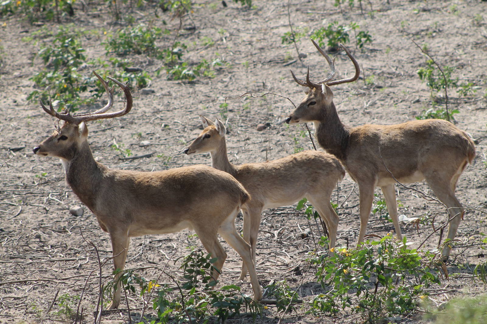 Elds Deer (Cervus eldii)