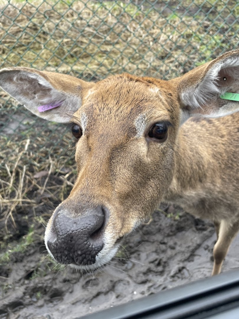 Eld’s Deer Close-up