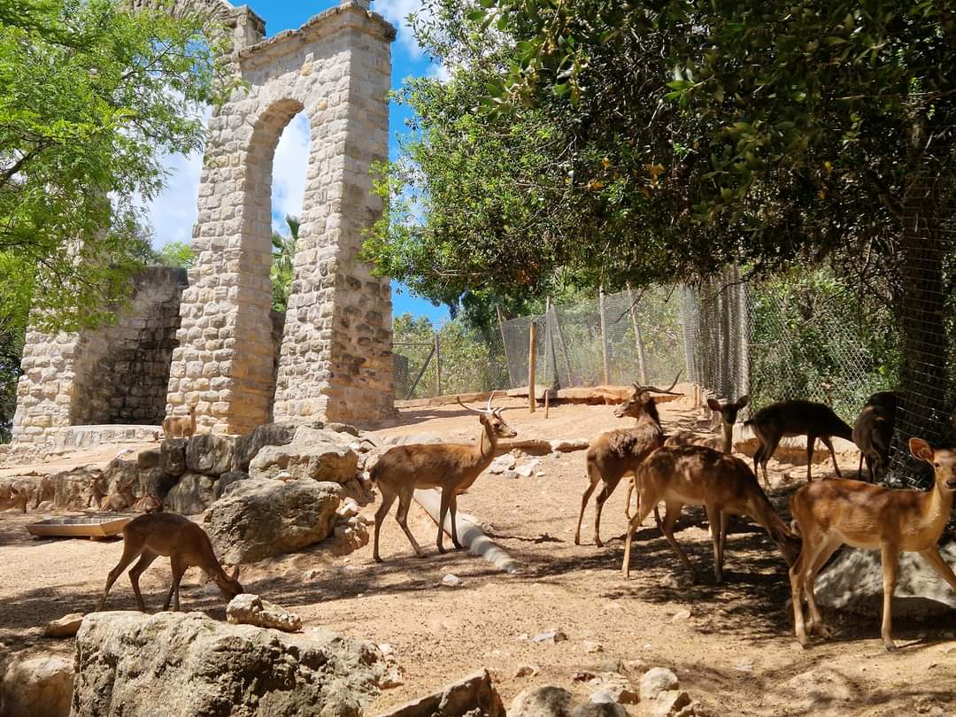 Eld's Deer herd - more than 30 animals