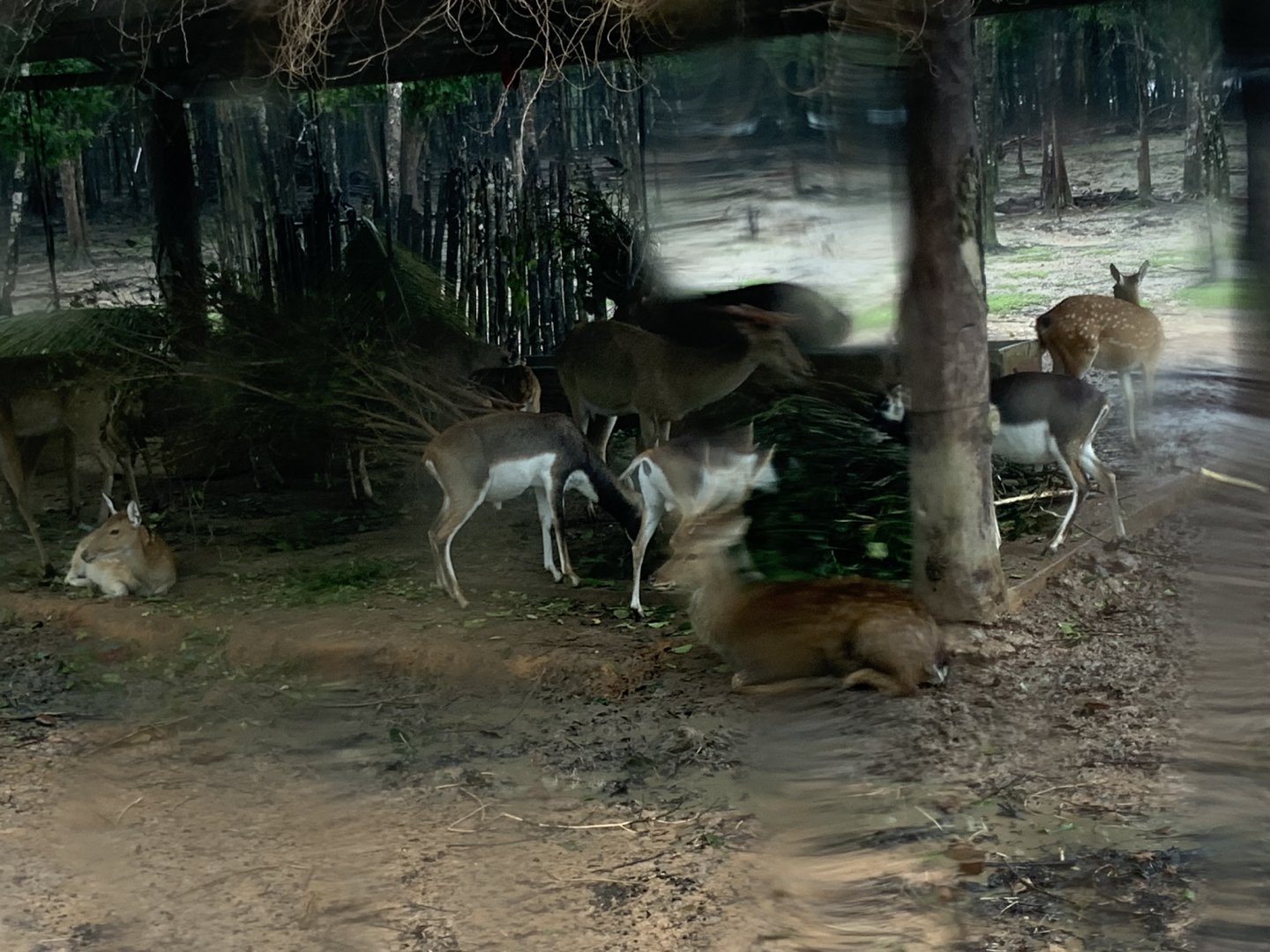 Eld's deer in Vinpearl Safari Phu Quoc