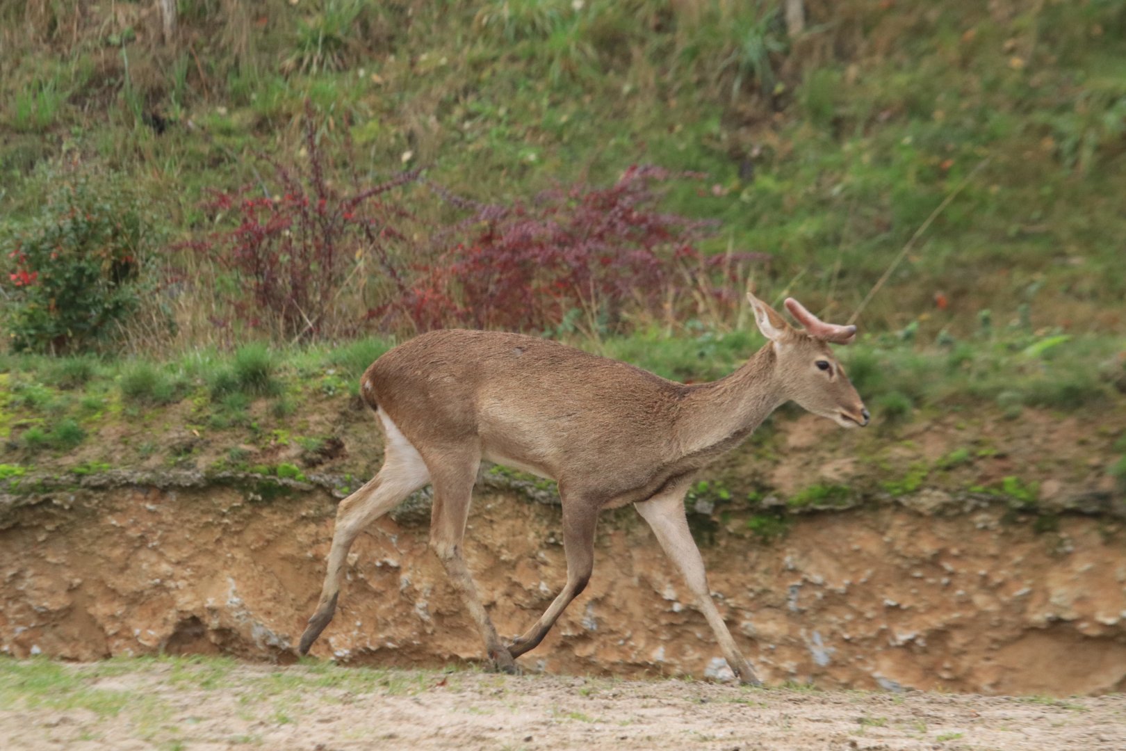 Eld's deer (November 2019)