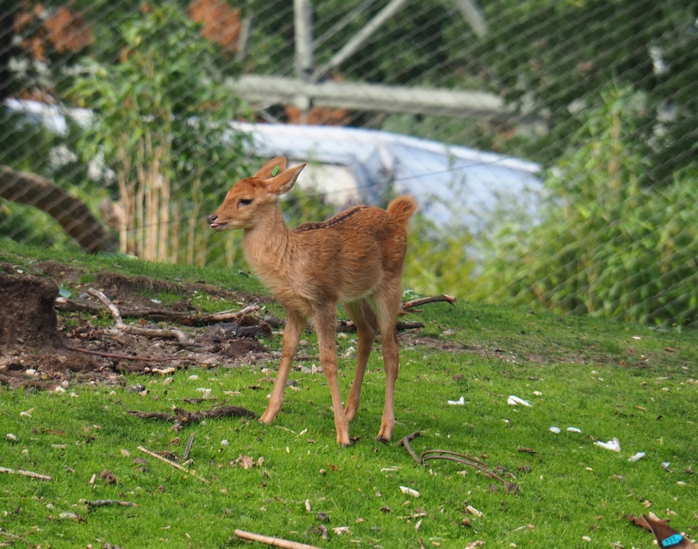 Eld's deer or Myanmar thamin (Cervus eldii thamin) fawn (Sep 16th, 2018)