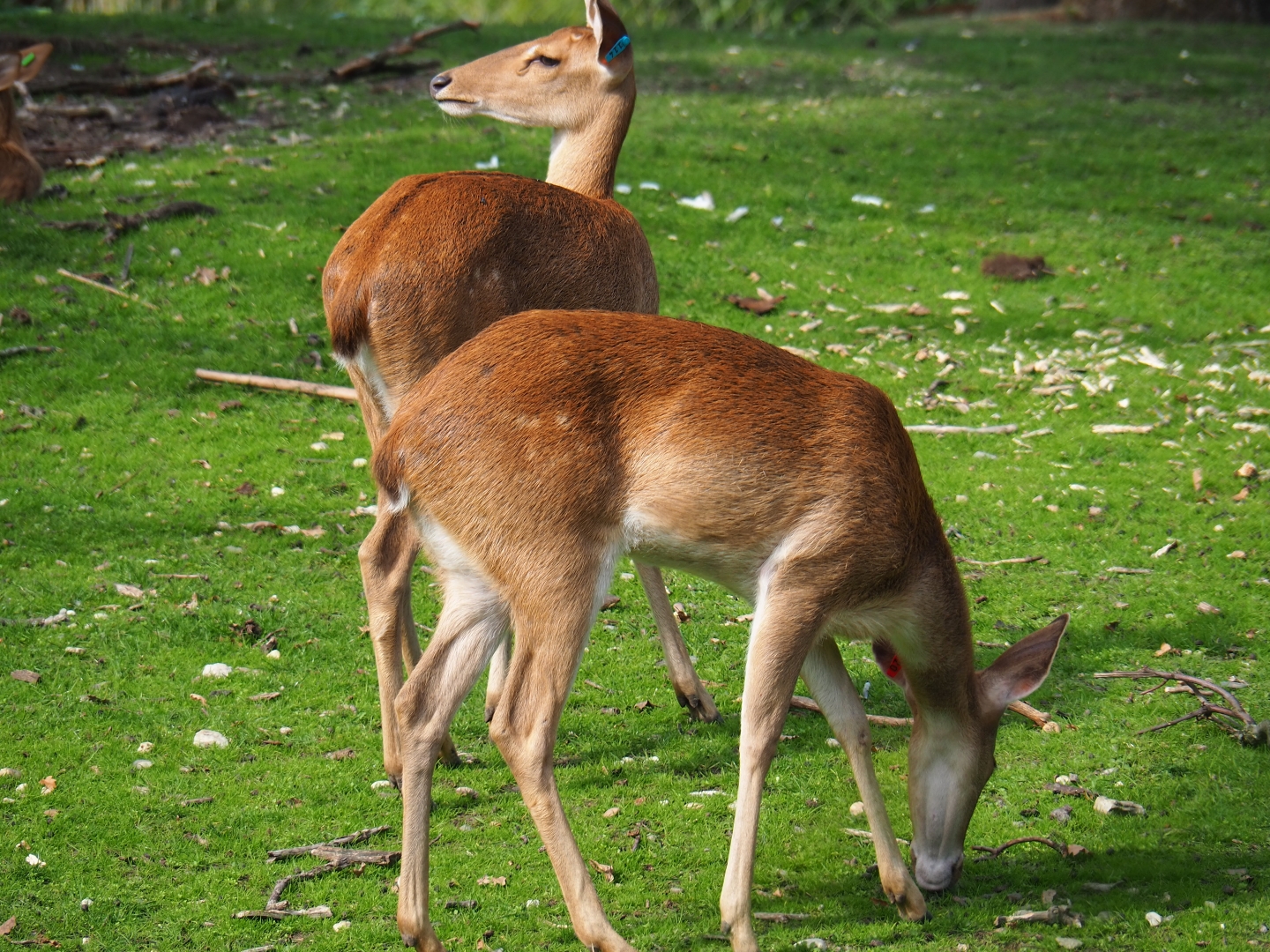 Eld's deer or Myanmar thamin (Cervus eldii thamin), Sep 16th, 2018