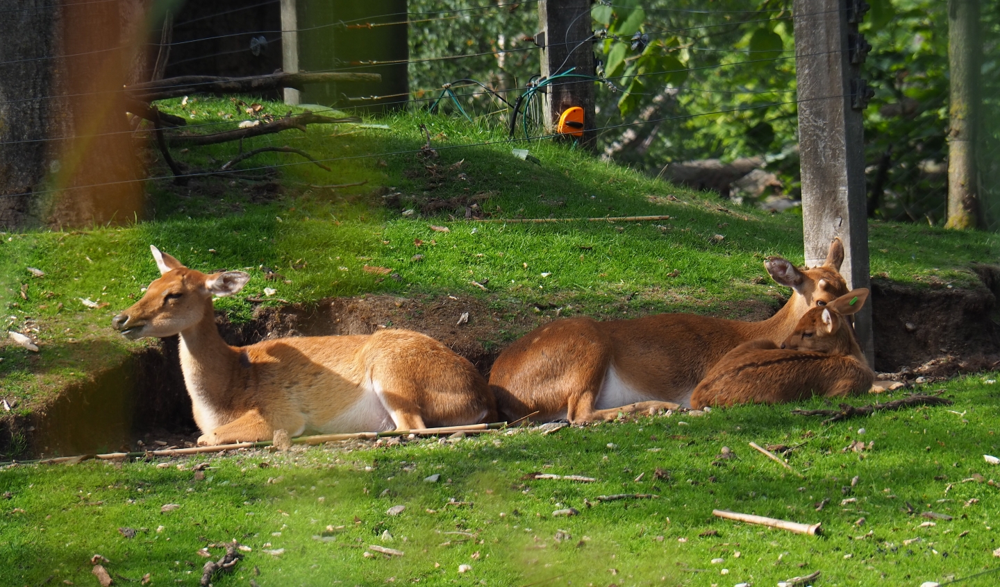 Eld's deer or Myanmar thamin (Cervus eldii thamin) with fawn (Sep 16th, 2018)