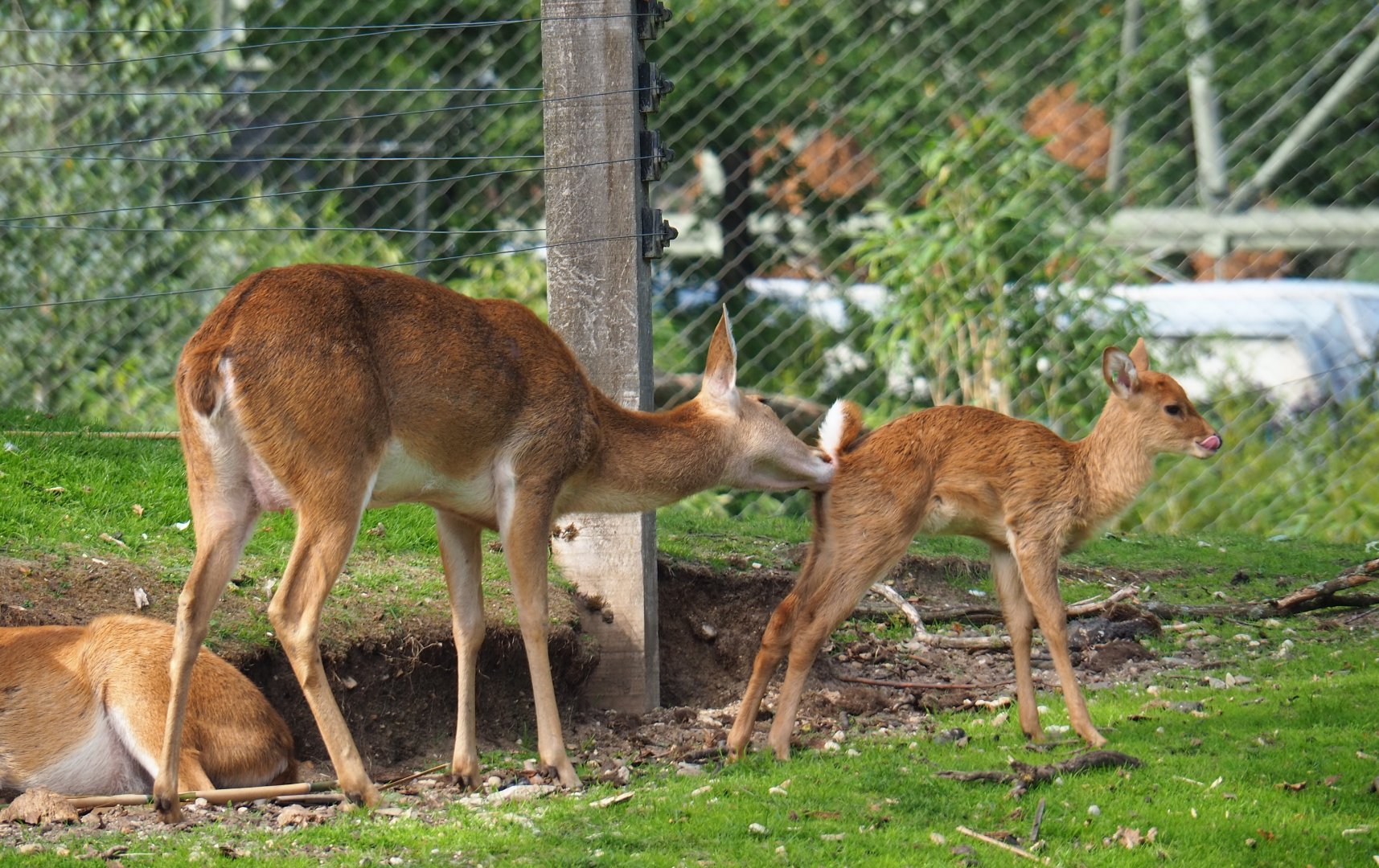 Eld's deer or Myanmar thamin (Cervus eldii thamin) with fawn (Sep 16th, 2018)