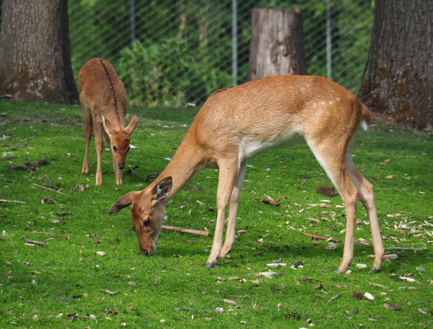 Eld's deer or Myanmar thamin (Cervus eldii thamin) with fawn (Sep 16th, 2018)