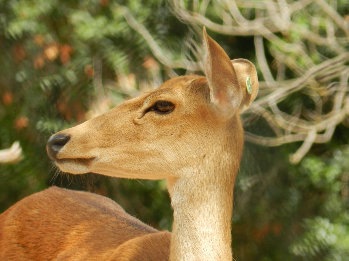 Eld's Deer (Rucervus eldii thamin) at Jardim Zoológico de Lisboa, Portugal*