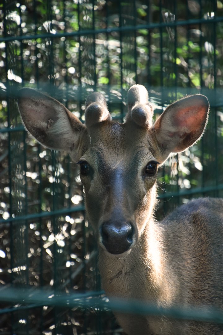 Eld's deer, Rucervus eldii