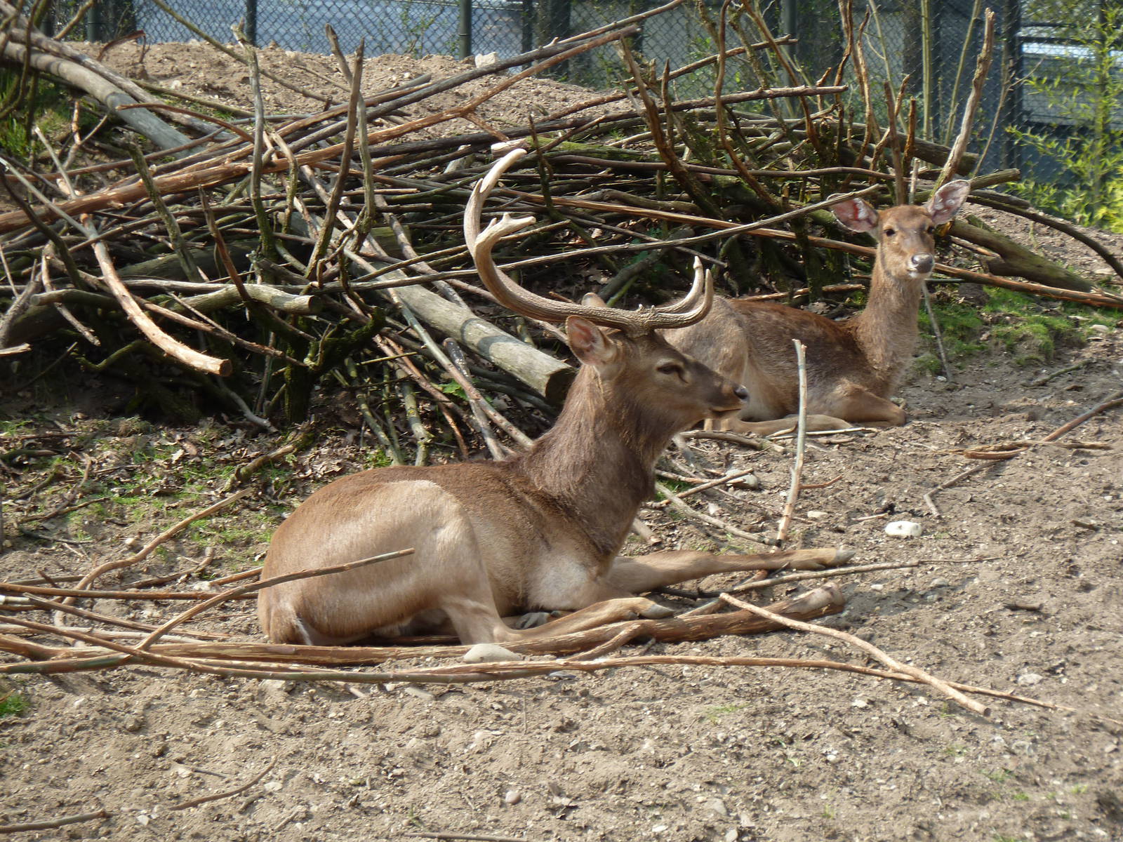 Eld's deer