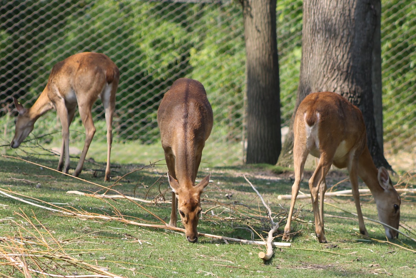 Eld's deers