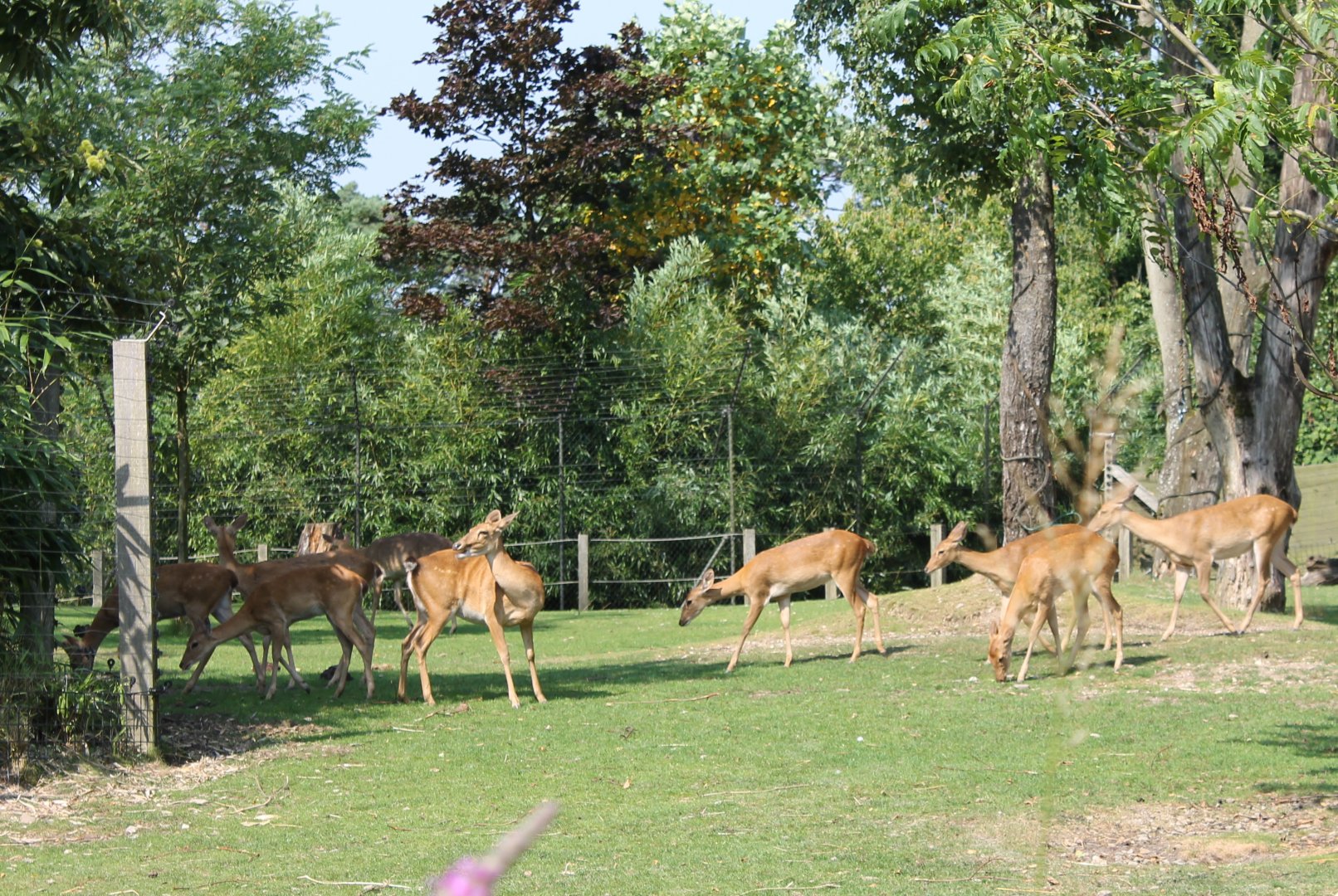 Eld's deers
