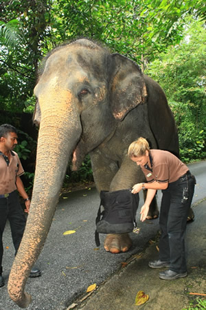 Ele Boots, Night Safari