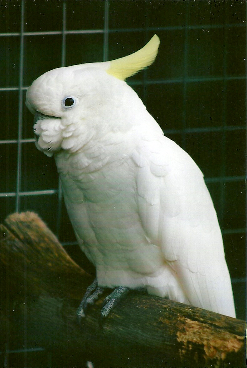 Eleanora Cockatoo 10th September 2012