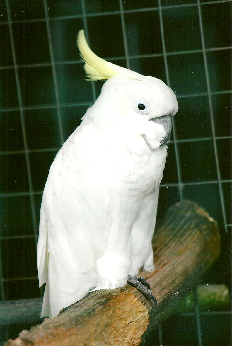 Eleanora Cockatoo 10th September 2012