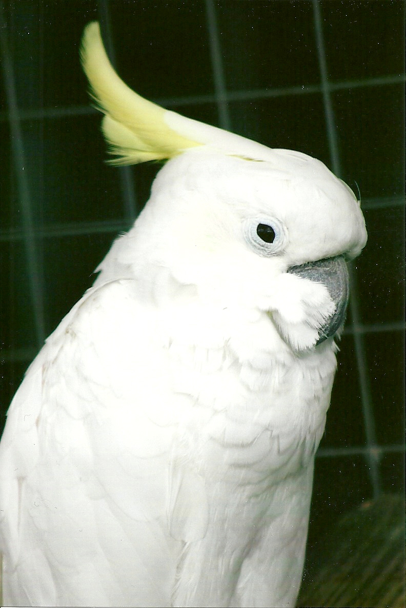 Eleanora Cockatoo 10th September 2012