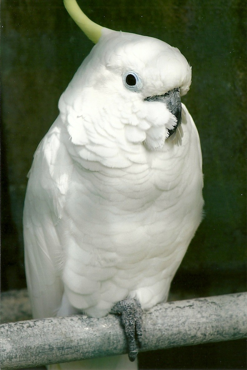 Eleanora Cockatoo 5th September 2011