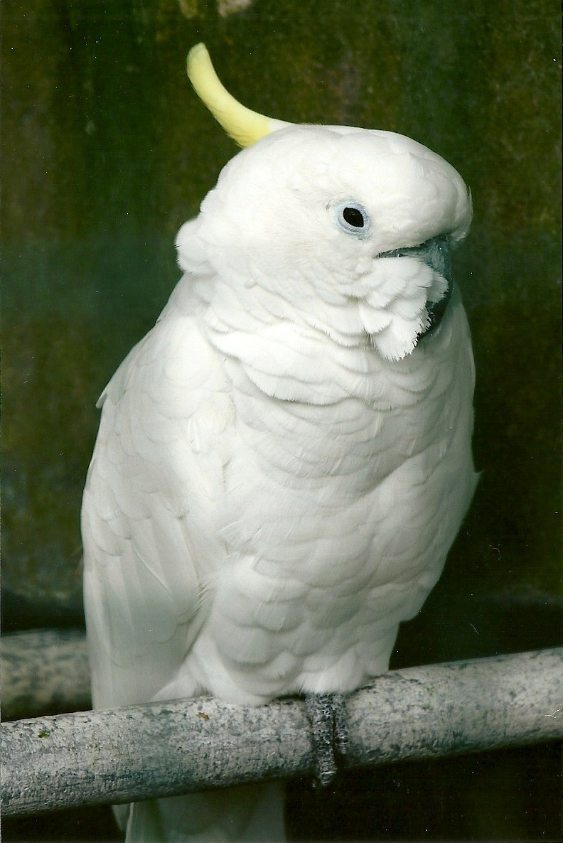 Eleanora Cockatoo 5th September 2011