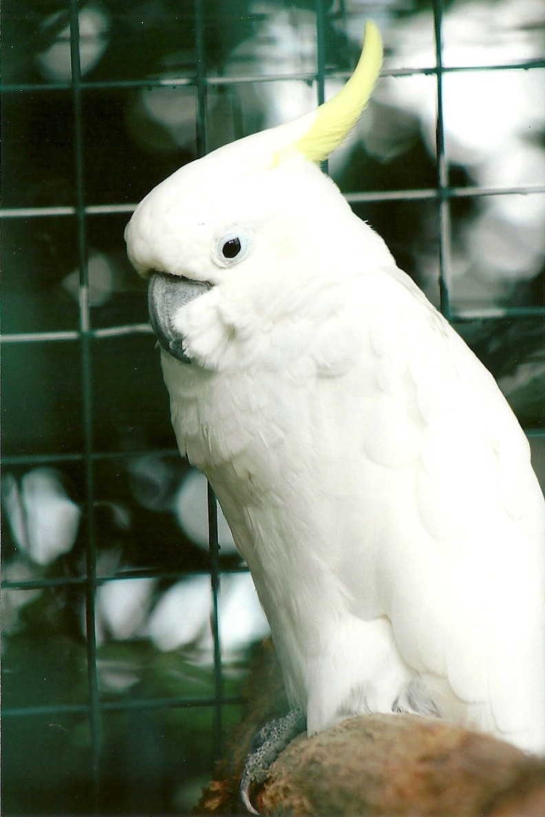 Eleanora Cockatoo 5th September 2011