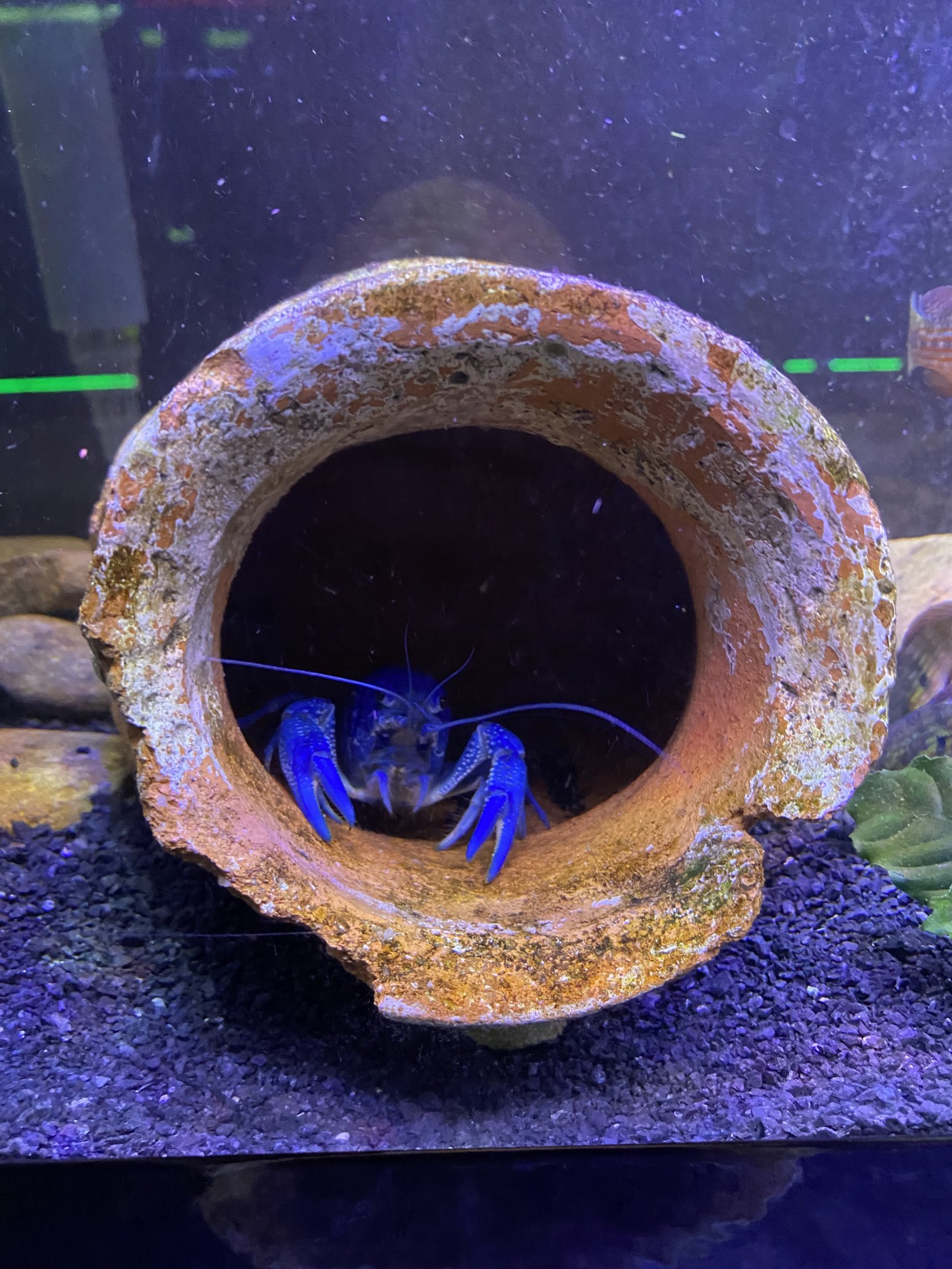 Electric Blue Crawfish
