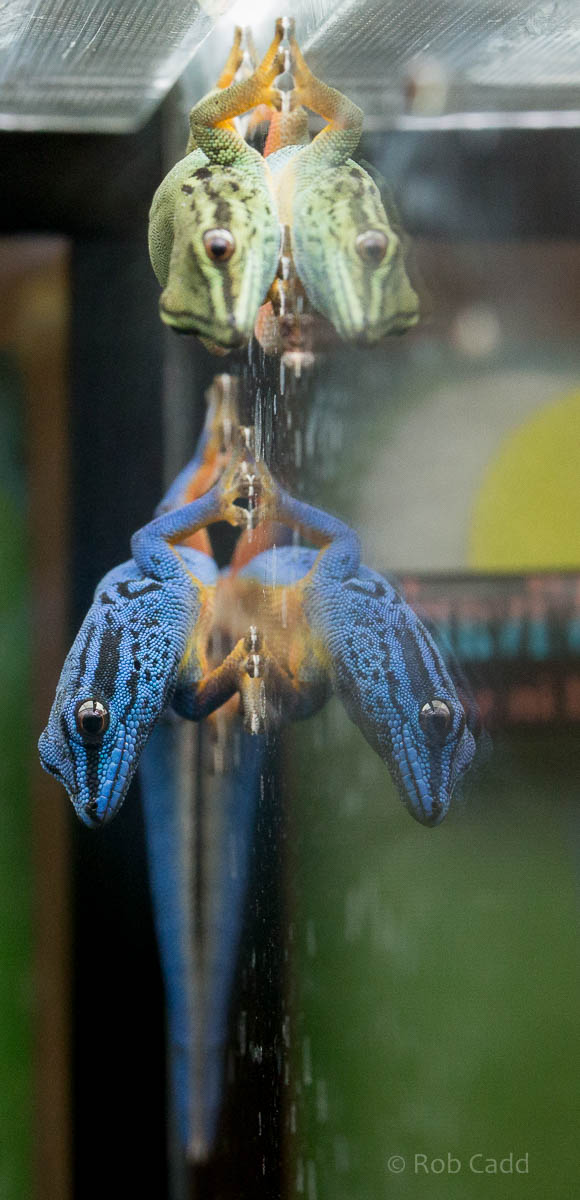 Electric blue day gecko : Bristol : 19 Oct 2015