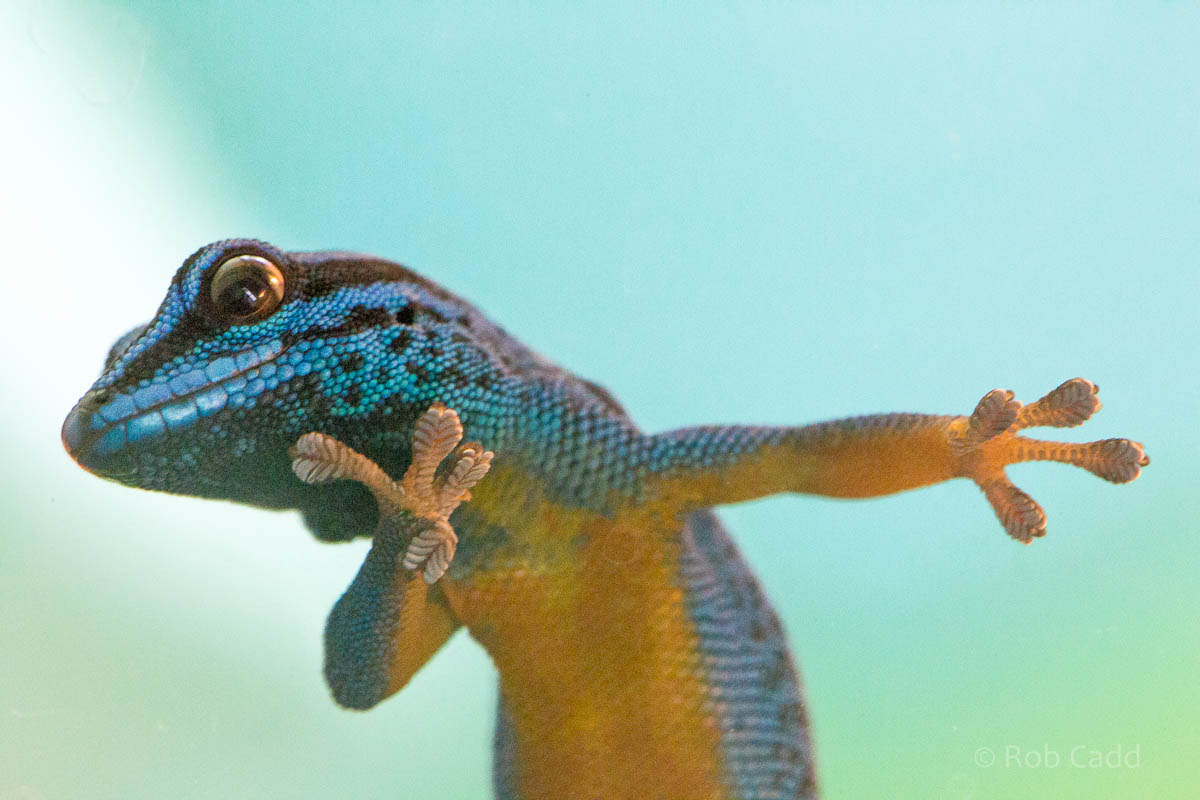 Electric blue day gecko : Bristol : 19 Oct 2015