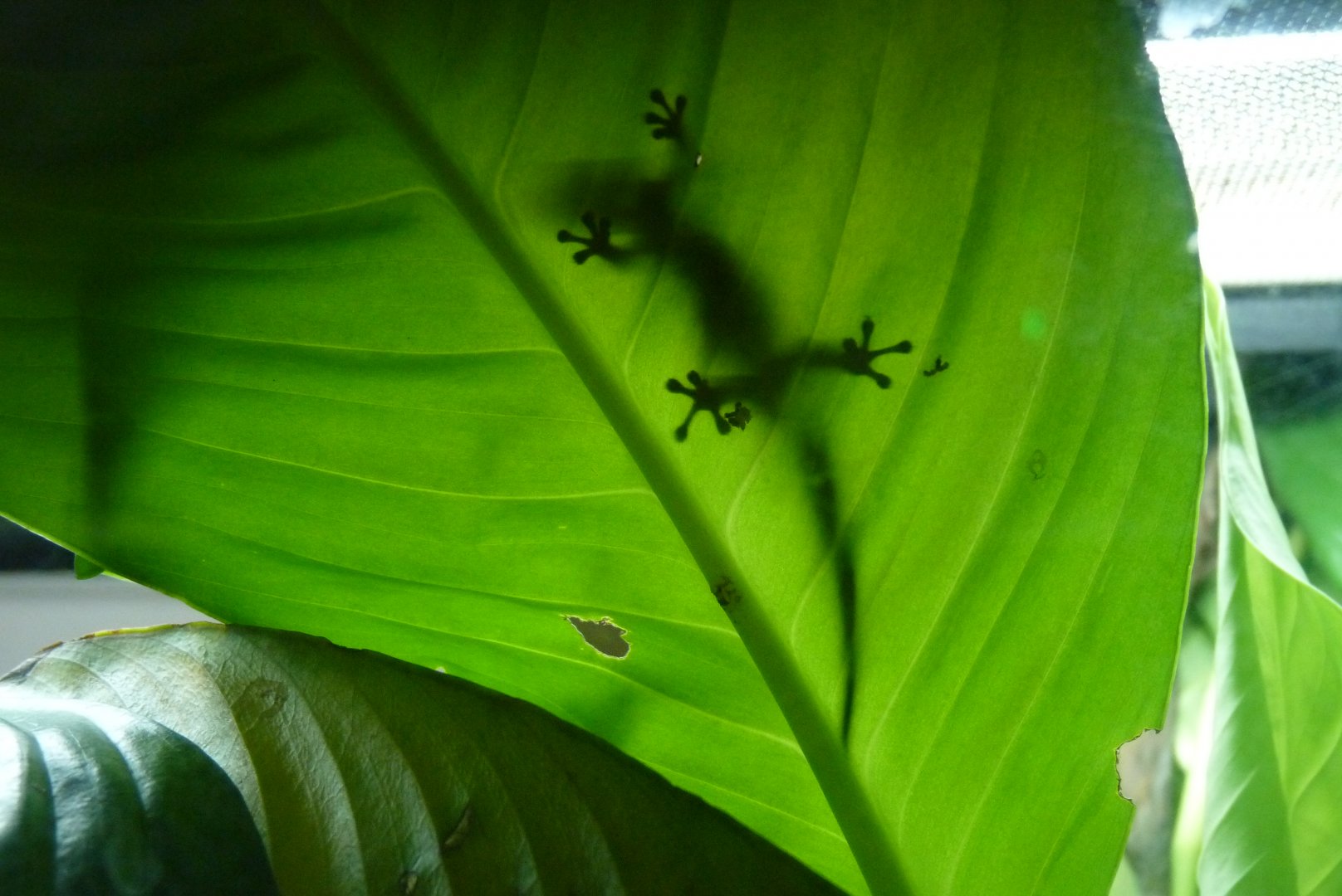 Electric blue day gecko, February 2017