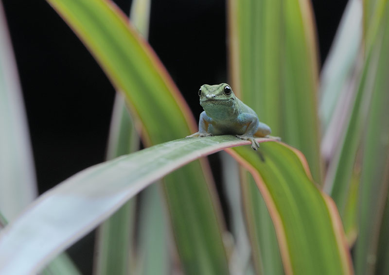 Electric blue day gecko, female