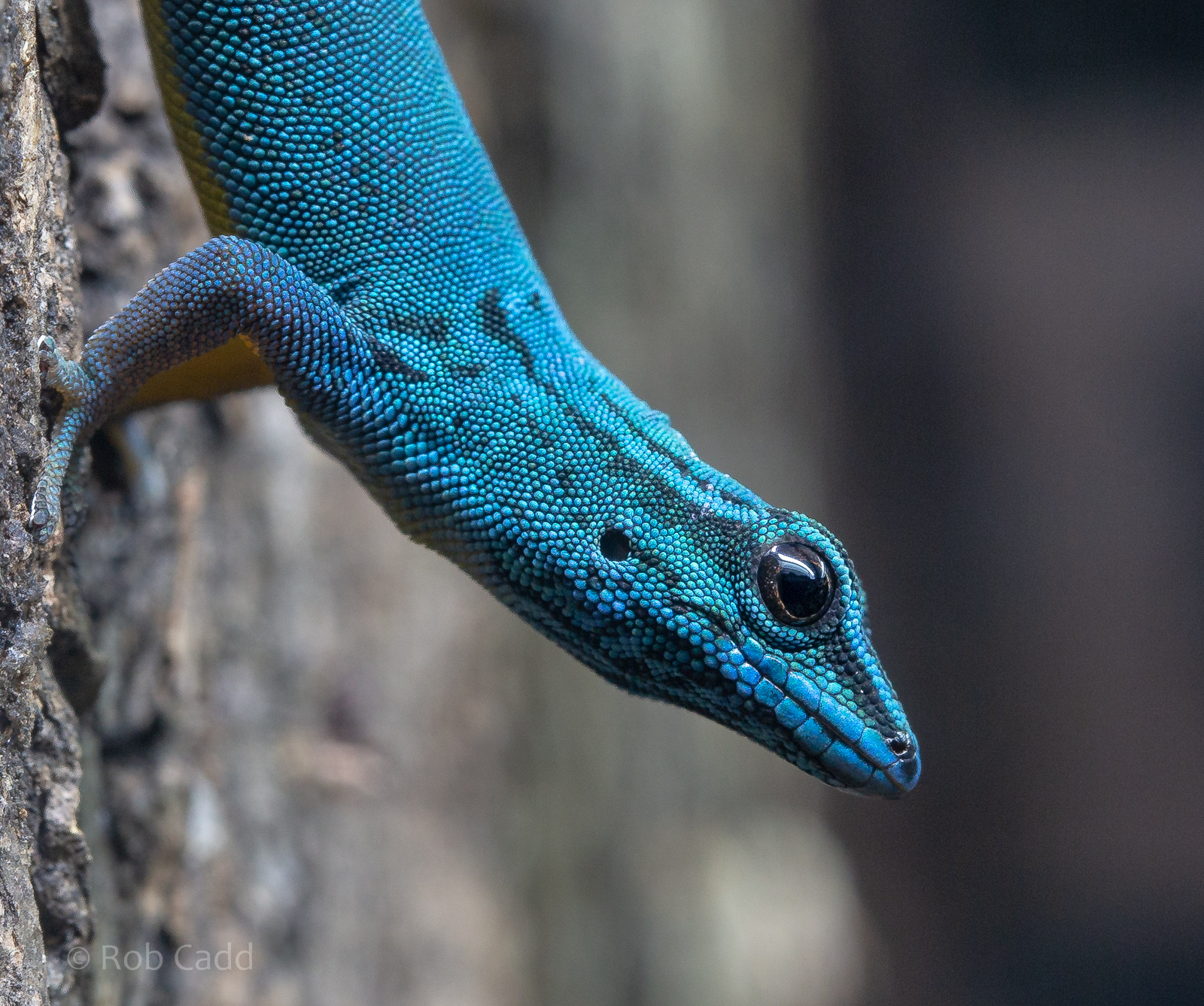 Electric blue day gecko : Hamerton : 13 Dec 2019
