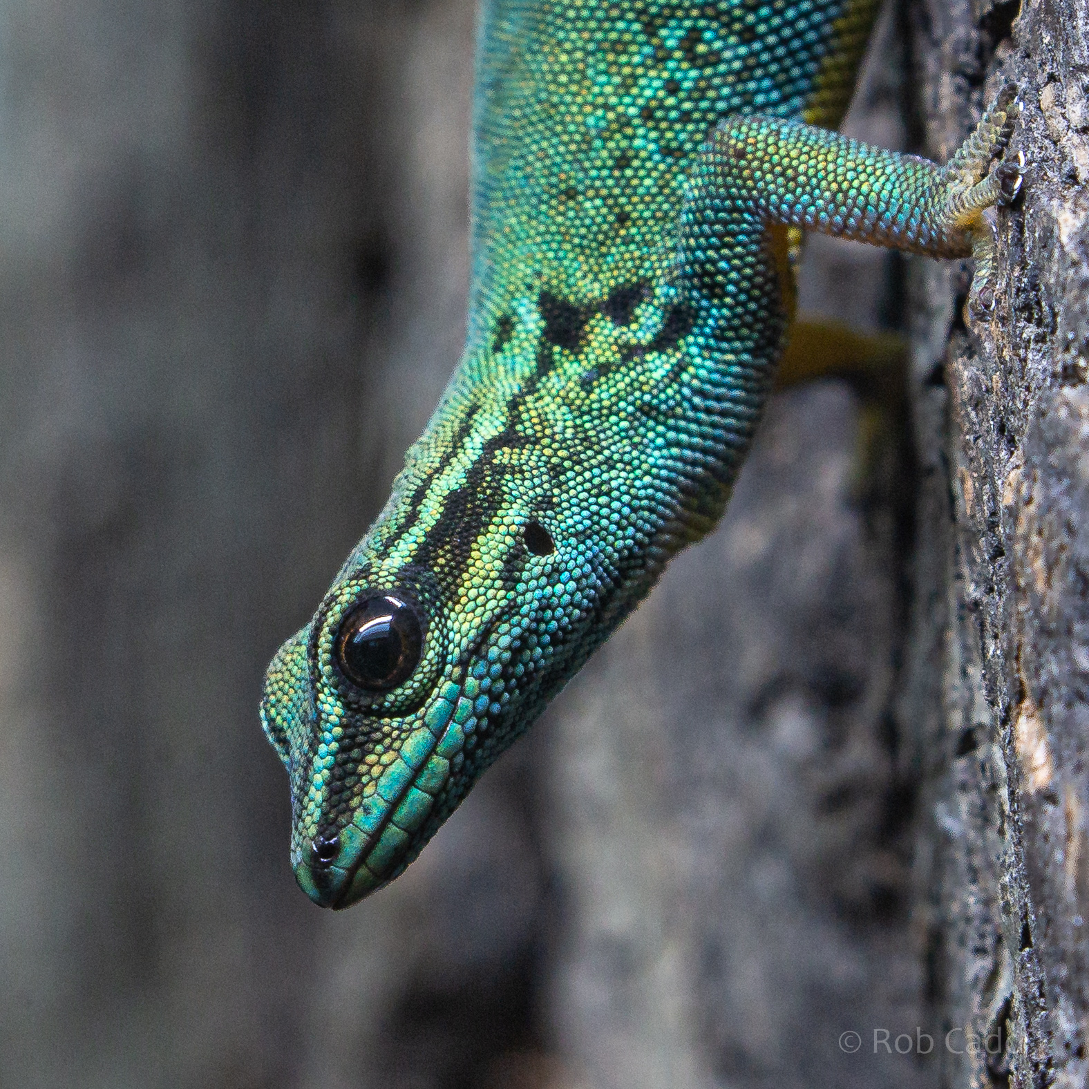 Electric blue day gecko : Hamerton : 13 Dec 2019