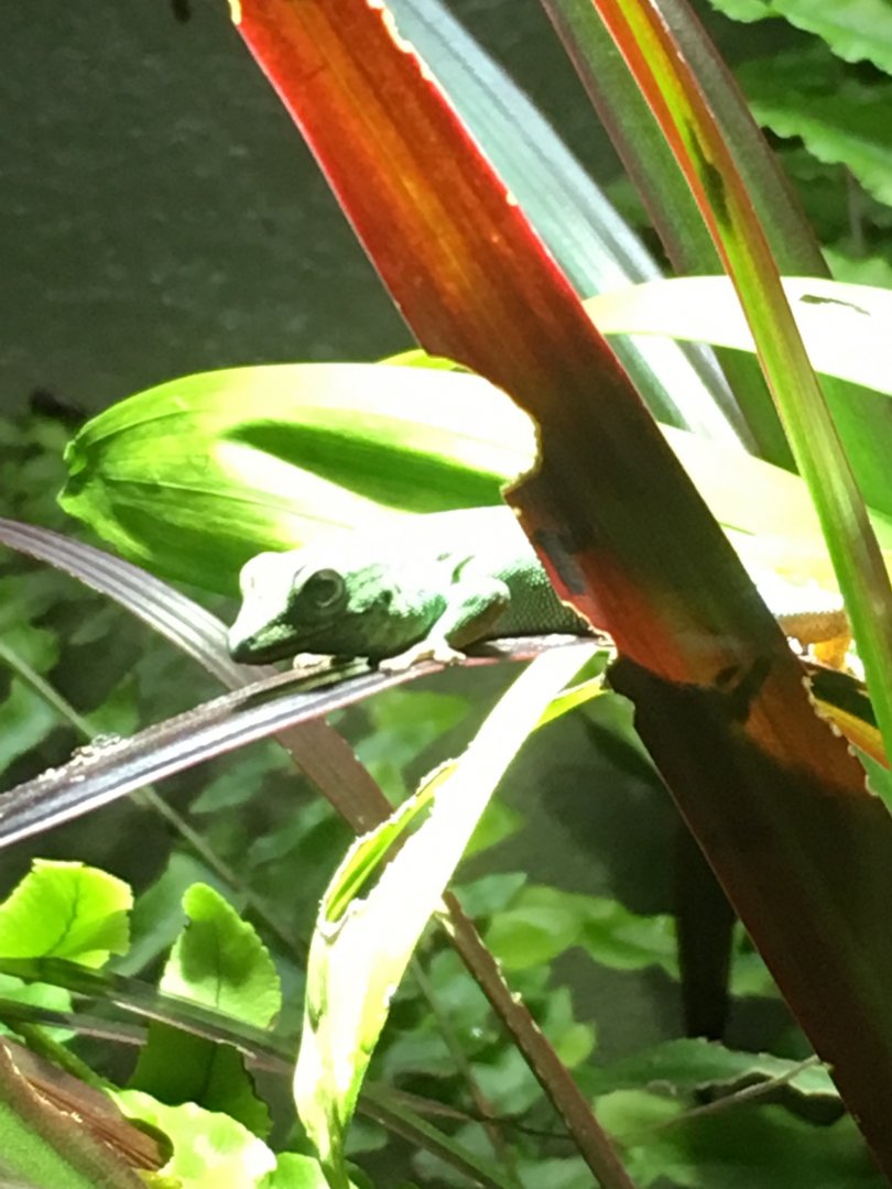 Electric blue day gecko (Lygodactylus williamsi) 081216