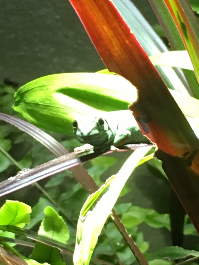 Electric blue day gecko (Lygodactylus williamsi) 081216