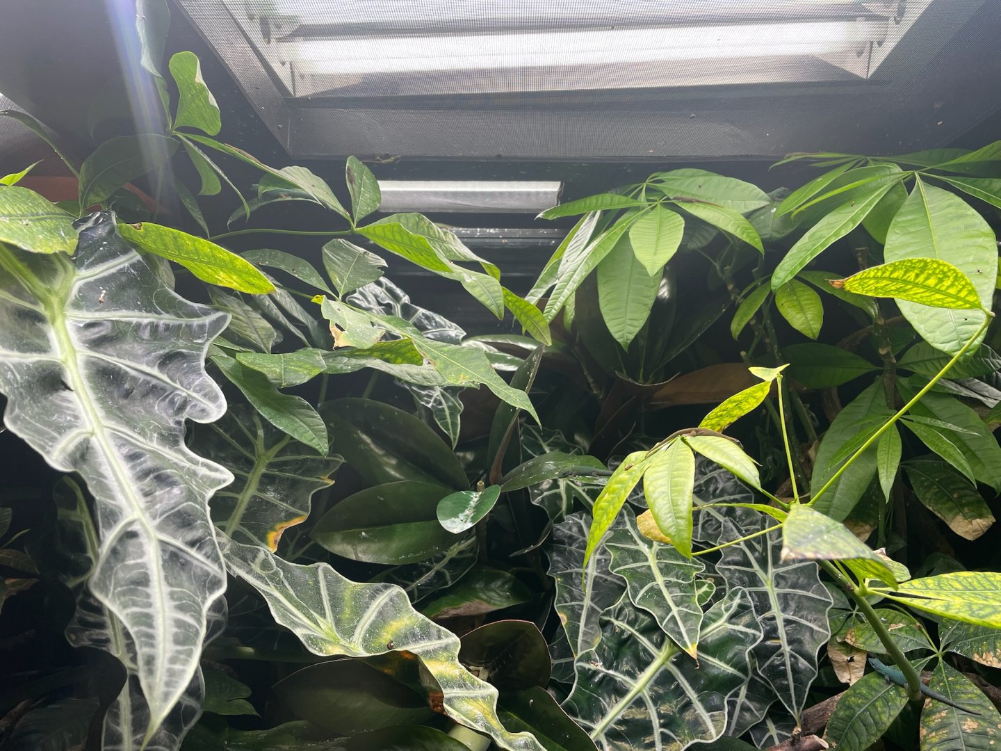 Electric Blue Day Gecko, (Lygodactylus williamsi)