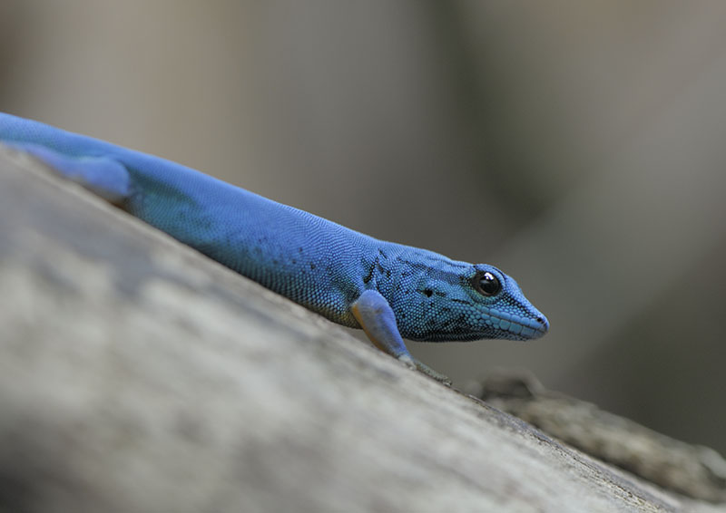 Electric blue day gecko, male