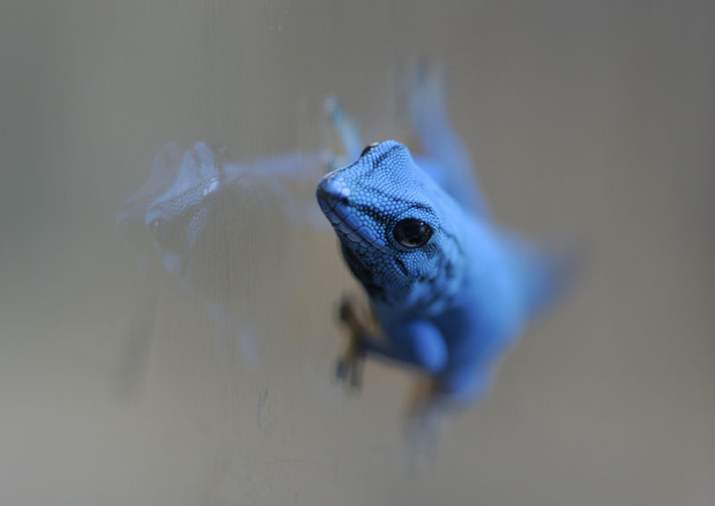 Electric blue day gecko, male