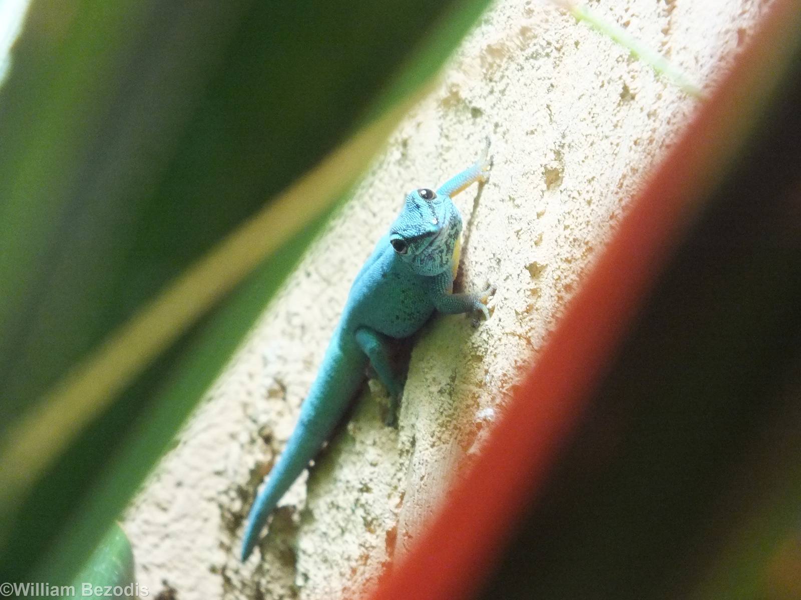 Electric Blue Day-gecko Male