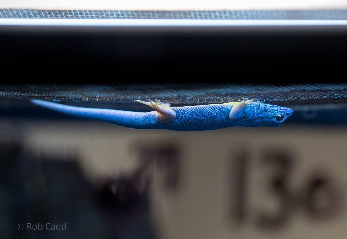 Electric blue day gecko : Paignton : 23 Sep 2015
