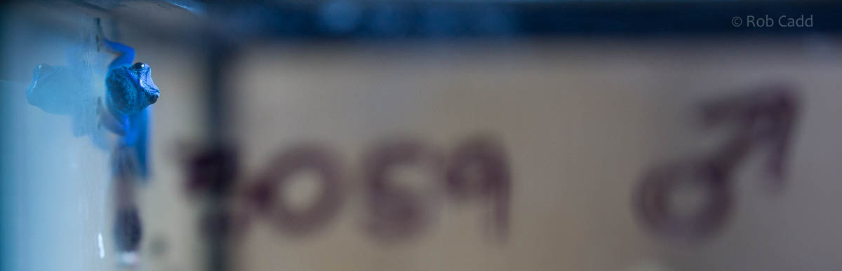 Electric blue day gecko : Paignton : 23 Sep 2015