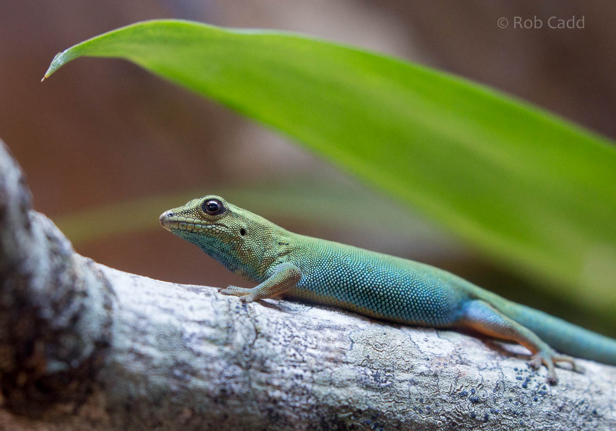 Electric blue day gecko : Paignton : 23 Sep 2015