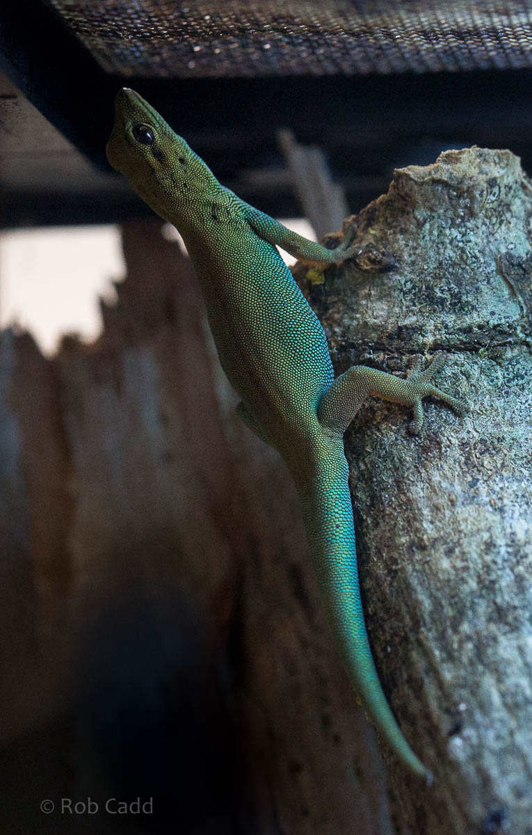 Electric blue day gecko : Paignton : 23 Sep 2015
